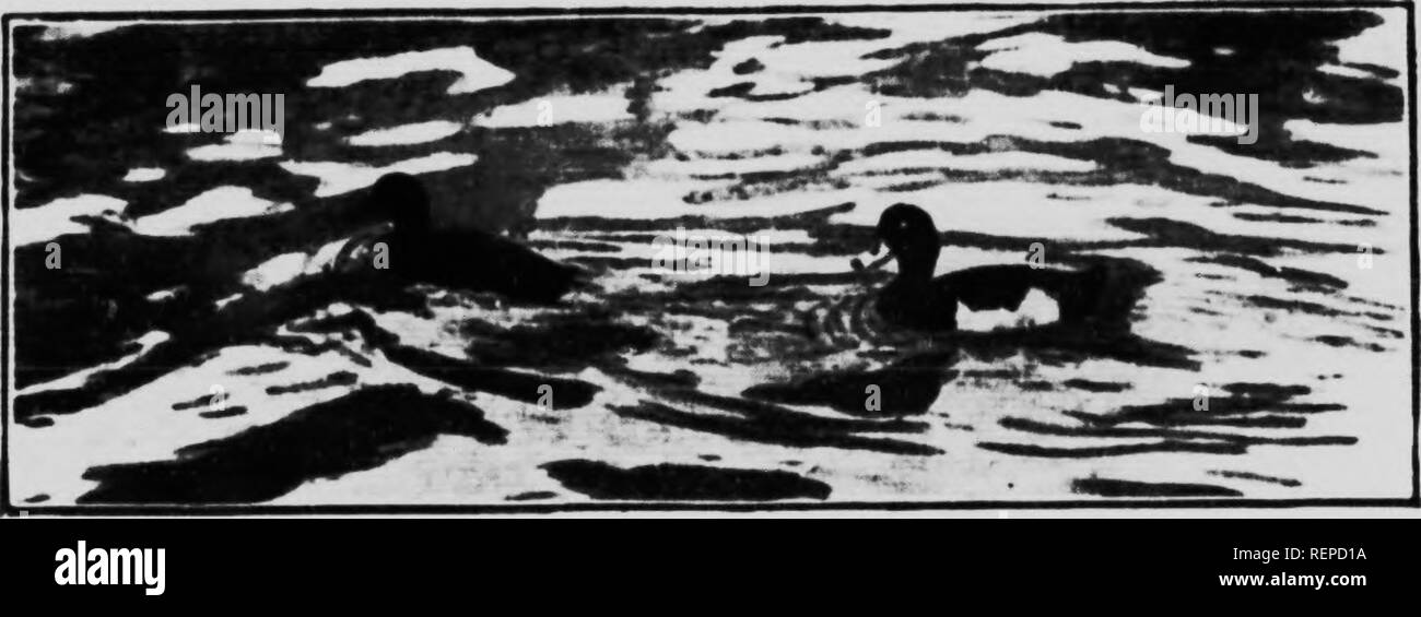 . Accueil La vie dans le pays de l'oiseau [microform]. Les oiseaux sauvages, oiseaux. 'H m u l 'j' : ;|. 1 :' 'je ' 111 !  ! H Ml i i '' 1 ] ? J'ai ri 1 H si •1. II Ki t:h malade I K&gt ;. (MAl'TKIt XVI L'ACCUEIL ET LA VIE DE LA Fuligule morillon ^»''r. avait un fer joiinu ]oiX-y hdoiv rcaclud wi- * ' httlc Sliropshiiv whicli la station a été ahoiit tour miles Irom (Ustiiia notre ti-("ii. Un Aloiii^' (histy road wc |)crst'c'riii&Lt ;'ly à pas marqués sur un scorchint'' journée chaude. Enfin. Iiowrvir. Nous avons atteint le whieii Tiilted immobiliers sur le Canard Ineeds : nous avons rencontré le gardien, et bientôt le laryc omsehes lonnd hy lake. J'rinyed avec roseaux. l-'ar sur ti Banque D'Images
