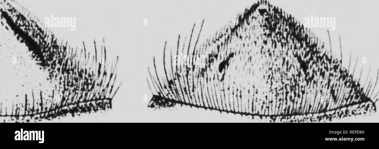 . L'humble2170 [microforme] : son histoire de vie et comment domestiquer il avec des descriptions de toutes les espèces de Bombus et Britannique Psithyrus. Les abeilles ; apiculture ; Abeilles ; Abeilles abeille ; culture ; les abeilles. Ps. vestalls Ps. campestris 11' J'l Ps. distihctus. Ps. quadricolor qui dans le iniddlc ressemble presque l)sont aussi ; les poils plus gros que somcuhal arc dans Bouilnts. J'&lt;ithynis juccns (ont généralement leurs gagner^^s plus brouillé que /loiu/nis les reines, et ils mav tj^nisetl abituellement être reco-dans le domaine de par leur faiblesse llight avec son nettement plus bas et plus doux et aigu hum.. Veuillez noter que ces i Banque D'Images