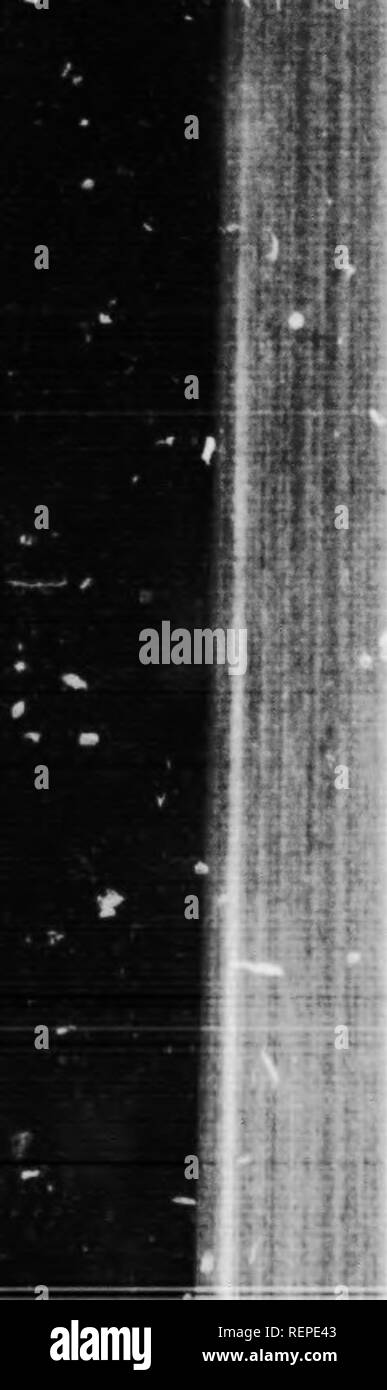 . Un cours élémentaire dans la pratique zoölogy [microforme]. Zoologie Zoologie ;. PKACPKAI ZOOUJdY 140 fif. wliich slretclied. est un nienibrano ; par une légère pression avec la poignée du forceps, prouver que ce ineiiibraiie icldiiig est mince et. Ci-dessous le fossa ova- lis j'^ la ouverture de la veine azygos. Avec une seringue injecter de l'eau en elle et d'où elle vient. lind La projection entre l'entrée de cette voie et la f("ssa ovalis est la soupape d'Eustache. Avec des ciseaux slit oi)en la veine azygos et trouver, l'Entrant, veius du v/alis du coeur. Ces veines de trace. 3. Découper Banque D'Images