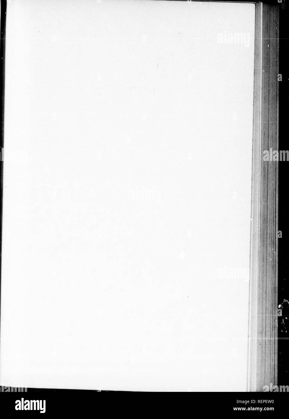 . Les quadrupèdes de l'Amérique du Nord [microforme]. Les Mammifères Rongeurs, Mammifères, Rongeurs. Est ; &lt;te. Veuillez noter que ces images sont extraites de la page numérisée des images qui peuvent avoir été retouchées numériquement pour plus de lisibilité - coloration et l'aspect de ces illustrations ne peut pas parfaitement ressembler à l'œuvre originale.. Audubon, John James, 1785-1851 ; Bachman, John, 1790-1874. New York : G. R. Lockwood Banque D'Images