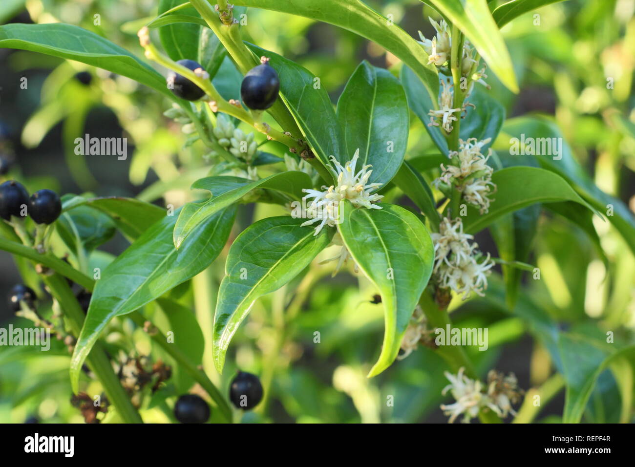 Sarcococca wallichii baies et fleurs blanches parfumées de Sarcococca wallichii fort doux en hiver, UK Banque D'Images