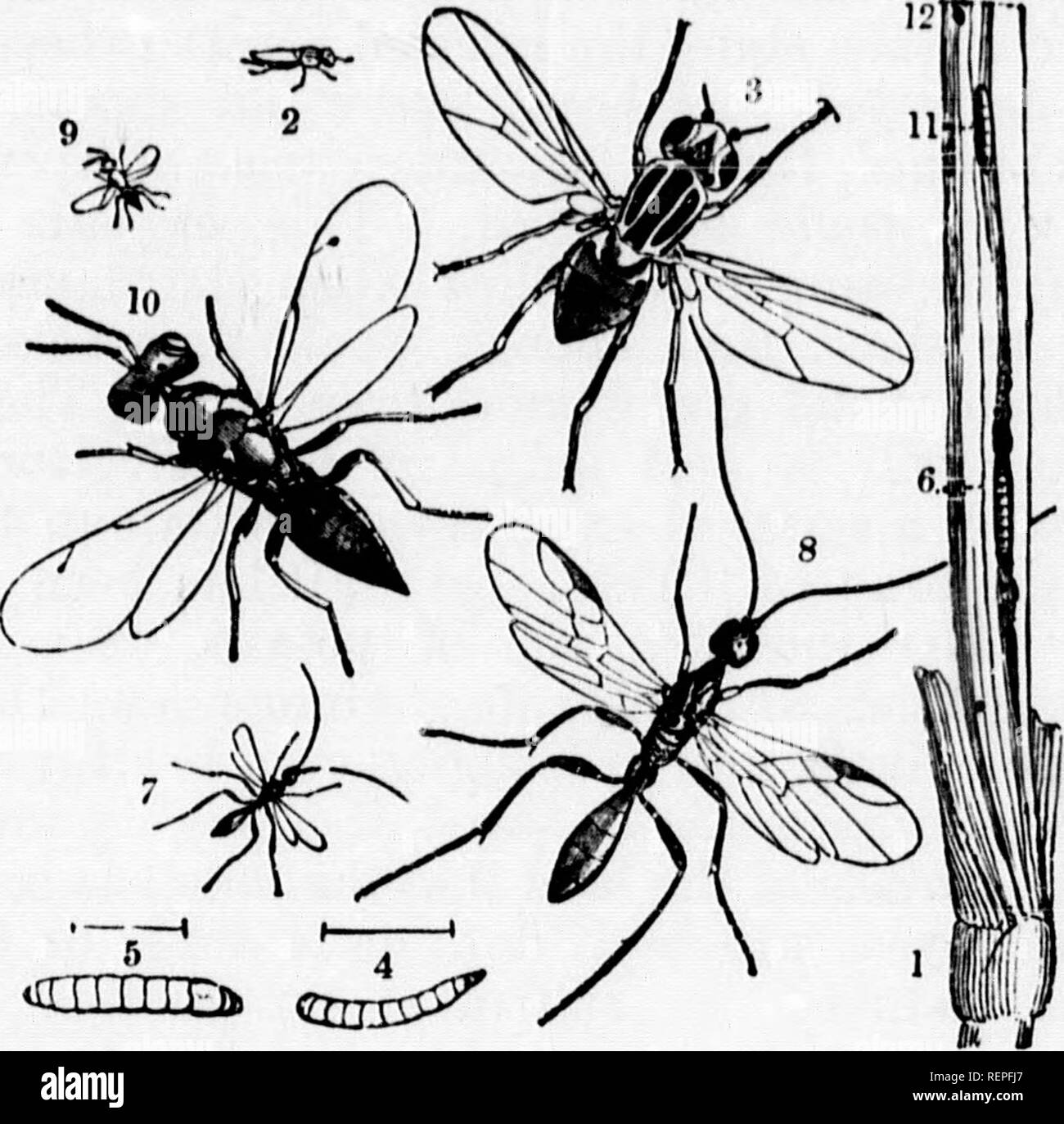 . Un manuel d'insectes nuisibles [microforme] : avec des méthodes de prévention et de réparation pour leurs attaques aux cultures vivrières, les arbres forestiers, et de fruits : pour ce qui est annexée une courte introduction à l'entomologie. Les insectes nuisibles ; ravageurs agricoles ; l'entomologie, Insectes nuisibles, lutte contre les ennemis des cultures ;, Lutte contre les ; Entomologie. 76 LE MAÏS ET L'herbe. Chaque année comme l'un de nos organismes nuisibles de l'orge, et parfois (comme en 1887) à une mesure préjudiciable au sérieux.. ^armTEDi^^ou tccniopus jjiJ Chlorops : 2-6, 11, fait, chrysalide, et voler, nat. taille et mag- nified ; 7 et 8, Ciclinius niger ; 9 et 10, P Banque D'Images