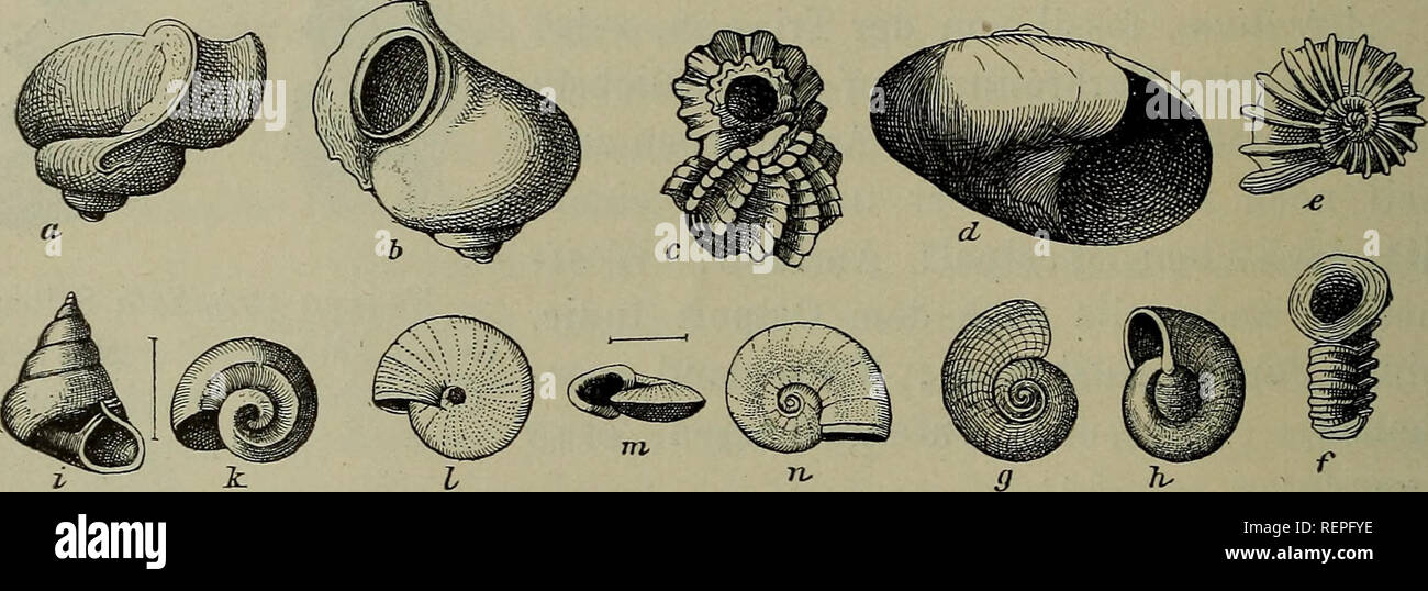 Le Dr H G Bronn S Klassen Und Ordnungen Des Thier Reichs Wissenschaftlich Dargestellt In Wort Und Bild Zoologie Mollusques Arthropodes Les Insectes 866 Prosobranchia Scoliostoma Braun Ahnlich Aufsteigendem