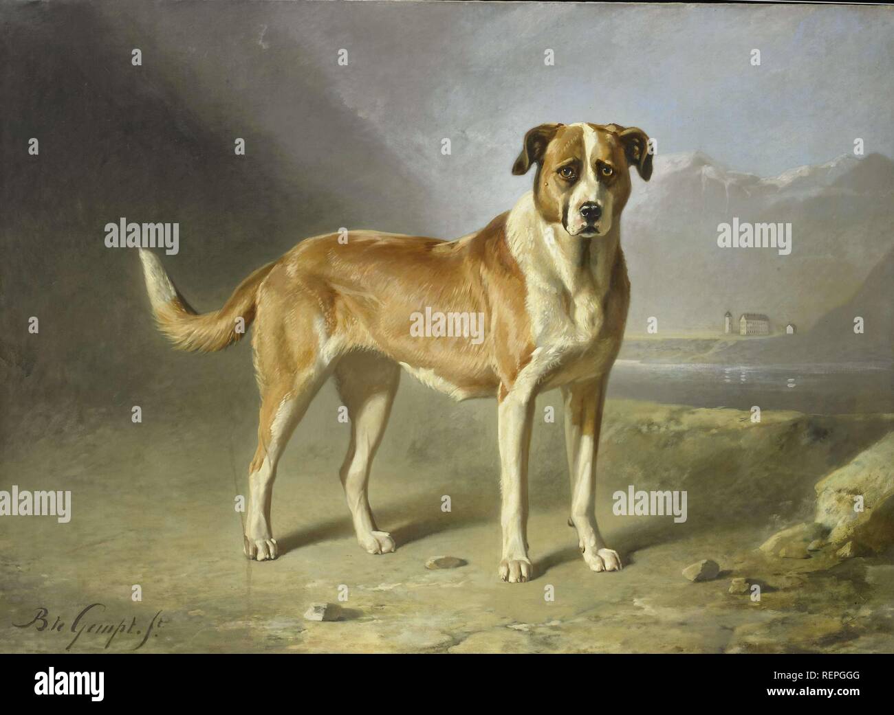 Un chien Saint Bernard. Dating : ch. 1850 - c. 1879. Dimensions : h 179 cm × w 248 cm × t 4 cm ; h 187,6 cm × w 256,6 cm × d 9,8 cm. Musée : Rijksmuseum, Amsterdam. Auteur : Bernard te Gempt. Banque D'Images