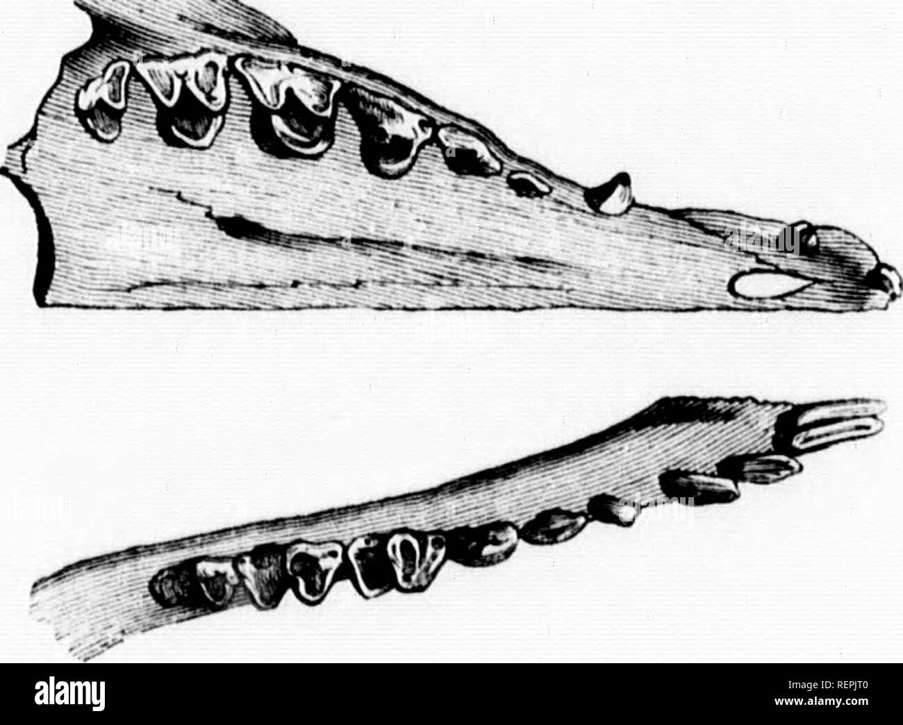 . Histoire naturelle des mammifÃ¨res [microforme] : avec l'indication de leurs moeurs et de leurs rapports avec les arts, le commerce et l'agriculture. MammifÃ¨res ; Zoologie Zoologie, les mammifères. Ciiwi. ir. Je m rMs : TicirÂ" je je, je nnir x vrr. Il sniinl -21", also rissent l)ien de fruits (|ue d'insectes. Les Tupaias ont eu tout trente-huit dents, dont neuf paires supÃ©rieures et dix inf(;rieures. Les premiÃ res¨ciiaipie cohérente de c(^tl'â ¢ fr : d(mx incisivo assez longues, grÃªles et Ã©cartÃ©es Â" enlrci*mensonges ; une dent implant caniniforme(''e la premiÃ¨re dans l'os maxillaire ; (juatre fau Banque D'Images