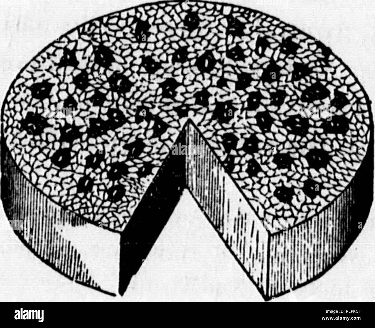 . Class-livre de botanique [microforme] : être présente de la structure, la physiologie et la classification des végétaux : avec une flore des États-Unis et du Canada. Botanique ; botanique ; plantes ; plantes ; botanique ; botanique ; plantes ; Botanique. Système LIGNEUSES THB. 141 Ainsi, le {380,430,470,560,620,720,780,920^ durus difficile) est formé d'un texte ferme et durable- ure, la seule partie d'une valeur en tant que bois. Ses couleurs variées en cerisier, Wal- écrou, bois de rose, sont bien connus. 696 596. Veuillez noter que ces images sont extraites de la page numérisée des images qui peuvent avoir été retouchées numériquement pour plus de lisibilité - coloration et l'aspect de ces Banque D'Images