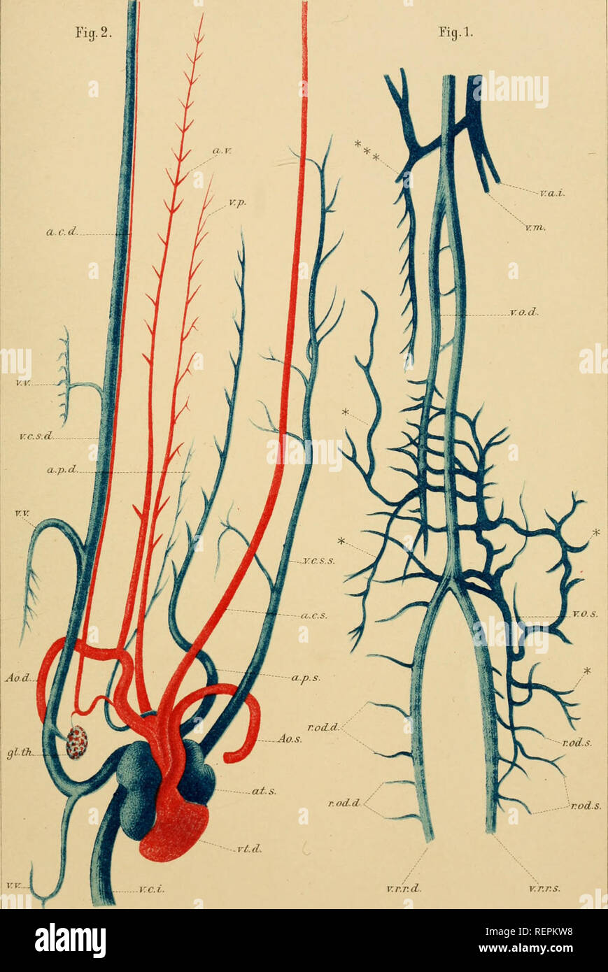 . Dr H.G. Bronn's Klassen und Ordnungen des Thier-Reichs : wissenschaftlich dargestellt in Wort und Bild. Zoologie. Reptilien. Taf. CXXXyi. a. c. d.. v.r.T.d. Â Tod.s. Litl. Anst.V.J.G.Bacl^, Leipzig.. Veuillez noter que ces images sont extraites de la page numérisée des images qui peuvent avoir été retouchées numériquement pour plus de lisibilité - coloration et l'aspect de ces illustrations ne peut pas parfaitement ressembler à l'œuvre originale.. Bronn, H. G. (Heinrich Georg), 1800-1862. Leipzig : C. F. Winter Banque D'Images