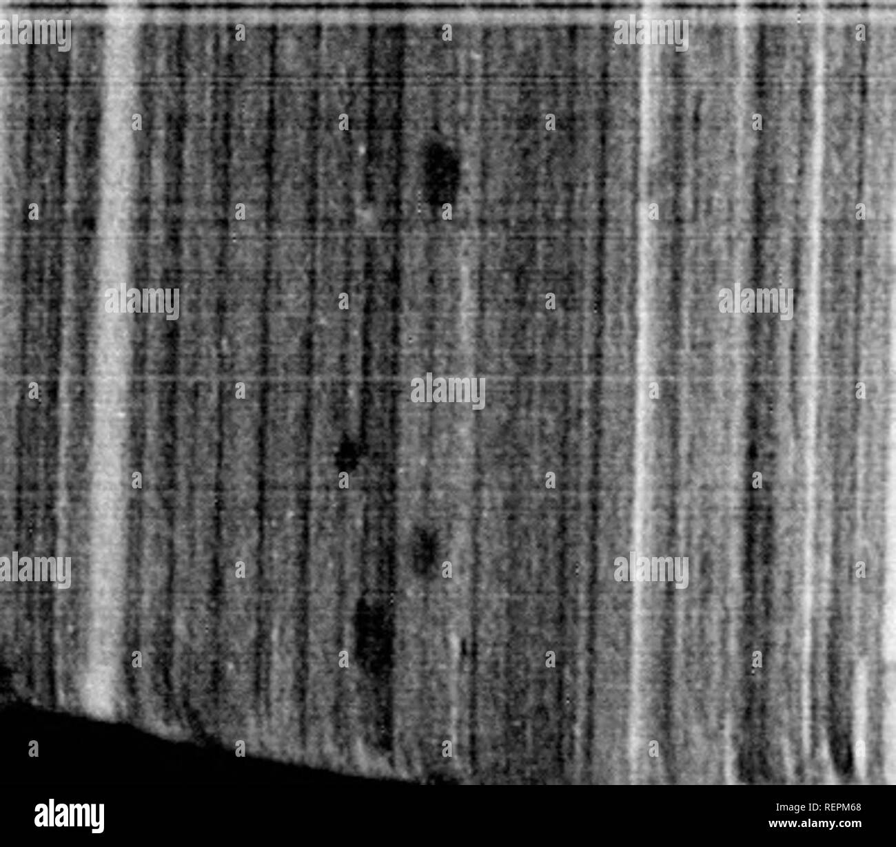 . L'ornithologie et oölogy de Nouvelle Angleterre [microforme]  : contenant des descriptions complètes des oiseaux de la Nouvelle-Angleterre et les états et les provinces voisines, organisé par une classification et nomenclature : avec l'historique complet de leurs habitudes, les heures d'arrivée et de départ ...  : Avec des illustrations de nombreuses espèces d'oiseaux et les chiffres exacts de leurs oeufs. L'ornithologie ; oiseaux ; Birds ; Ornithologie ; Oiseaux ; Oiseaux. 888 l'ornithologie et OOLOGY. Il y a des années, l'un des fils d'EIO a trouvé un nid de tétras avec quinze oeufs, whicli il a apporté à la maison, et j'hiced ininieduitely)sous une poule t Banque D'Images