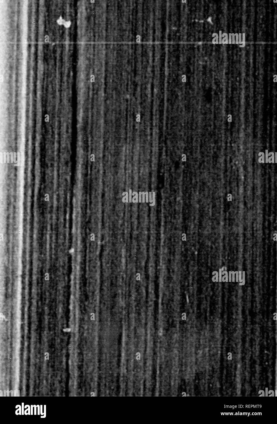 . L'ornithologie et oölogy de Nouvelle Angleterre [microforme]  : contenant des descriptions complètes des oiseaux de la Nouvelle-Angleterre et les états et les provinces voisines, organisé par une classification et nomenclature : avec l'historique complet de leurs habitudes, les heures d'arrivée et de départ ...  : Avec des illustrations de nombreuses espèces d'oiseaux et les chiffres exacts de leurs oeufs. L'ornithologie ; oiseaux ; Birds ; Ornithologie ; Oiseaux ; Oiseaux. Les monts Mealy Sizerin blanchâtre. 295 de leurs banques d'eau précipitée ; ui qui séquestré situa- tions qu'elle se reproduit. Le nid est construit dans un buisson ou un arbre (comme le saule, Banque D'Images