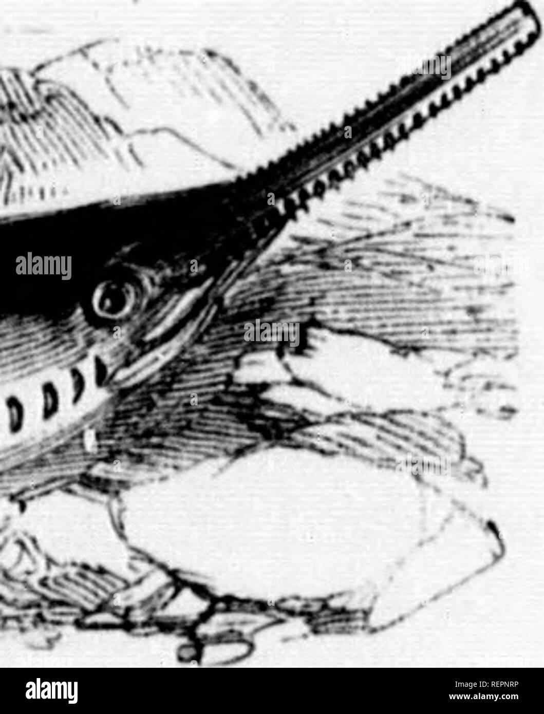 . Les [microform]. Histoire naturelle ; sciences naturelles. y de la tête, doivent de f vision. iouH habitude de 8i)il sonnerie blow avec sa queue sur le Shark tribu. Est, le poisson-scie.). a), le Sawjish. ;T perfection dans le tro- Méditerranée. Le ts nom, est une télévision, long 3 sont fixés dans l'os ed dur. y son vu dans l'attaque arme inappropriée r halo ; ni des cas annonce bien ancré dans le grand. Le capitaine Wilson un poisson-scie, la mesure près de cinq tonnes ;hing. J'ai net pour plusieurs heures, tain Wilson a obtenu une corde rty hommes pour transporter à l')ve c un pouce, et il n'était 'natu- IFR Banque D'Images