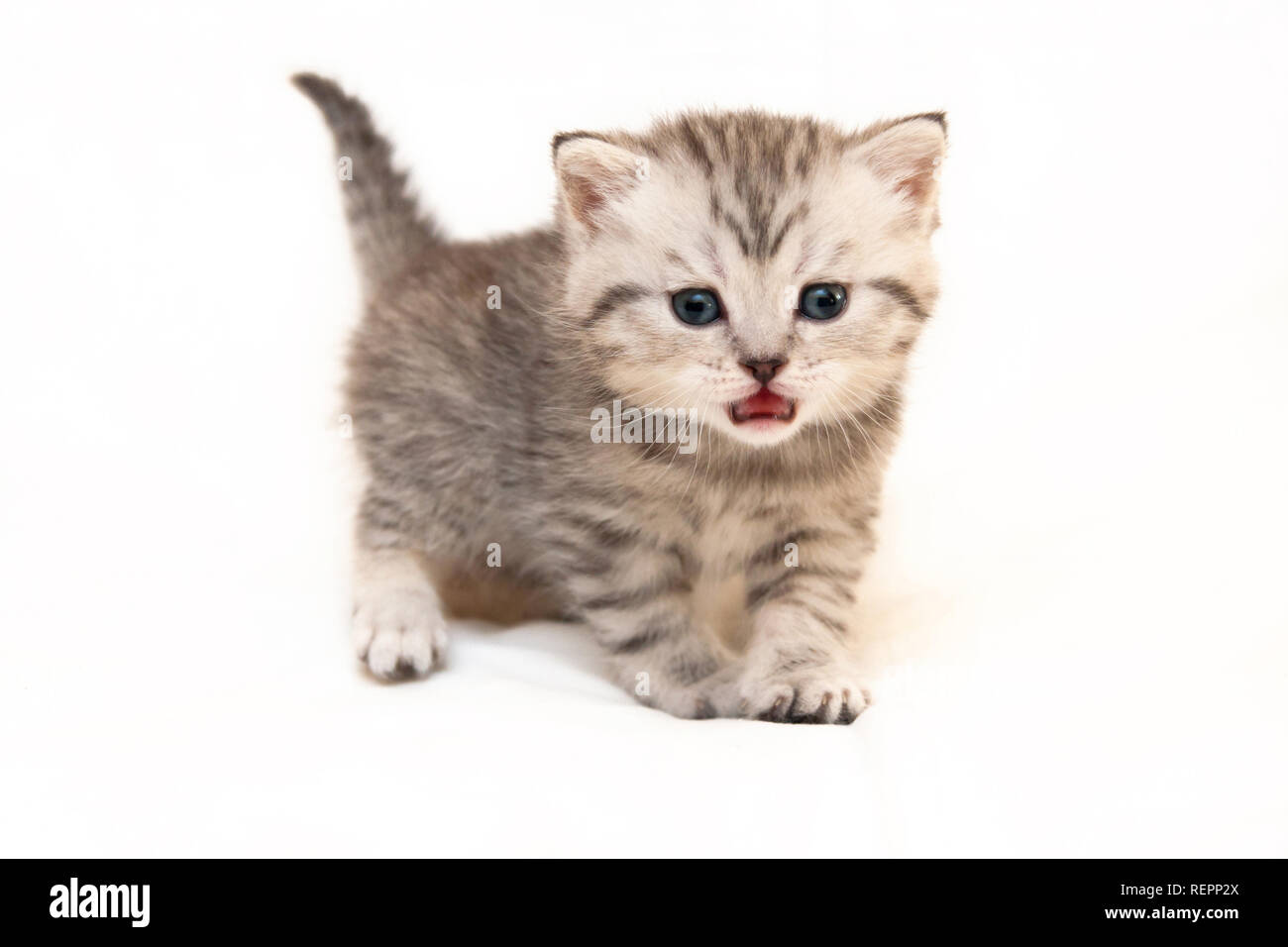 Chaton British gris meows debout devant l'appareil photo sur un fond blanc Banque D'Images