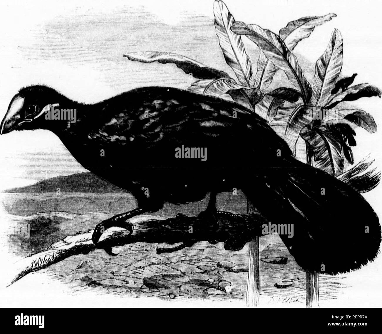 . Les [microform]. Les oiseaux sauvages, l'histoire naturelle ; Oiseaux ; sciences naturelles. .€i  %., J-f-j'essaie à partir de laquelle elle Vlt il.VLXSTMS KXniU-AC.-Xusopli HolAcn uuiulier.fiju le de la jo,',i,fs est fioiii quatre à six. 'Whon gras et en fledi uooil condition, mon nom est s;ii,l de mentir et délicate d'offres. Il est de taille à un ecuial abont blackbird. La N-eueral couleur de cette espèce est plutôt une lioht gvey-châtaignier, éclairant dans vuildy fauve sur le front. La crête est composé de ligne et en cuir mince.s.^ la nuque du cou prend une teinte bleue, et le dos est gvoy, modification de Banque D'Images