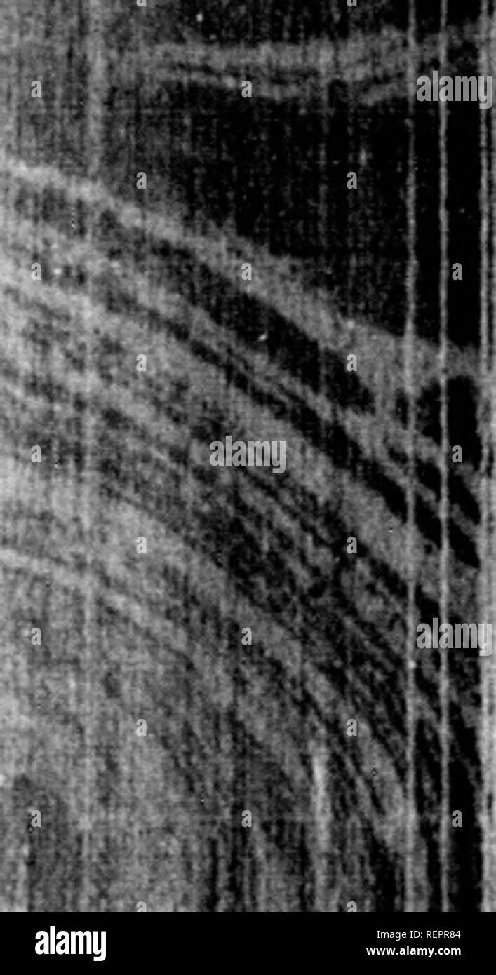 . Les [microform]. Les oiseaux sauvages, l'histoire naturelle ; Oiseaux ; sciences naturelles. cnai.VX-USINE CUTTKH, -V/ii/Wiowd mnt. nii.L'uht être l'effet de l'aliment en particulier, qui est connu pour exercer une telle influence sur d'autres oiseaux ; mais Avhether ayant une fois pris des teintes de lumière, ils jamais dans un état sain et sauvages revenir au brun olive ou plusieurs couleurs ternes, n'a pas d'avis, 1, été constaté." Les jeunes bourgeons sont vert foncé couvertes Avitli tirets horizontale de couleur noire. Ils ont par la suite assumer leur plumage d'un an, ce qui est un grand brun mat, blanc grisâtre sur la tête, et w Banque D'Images