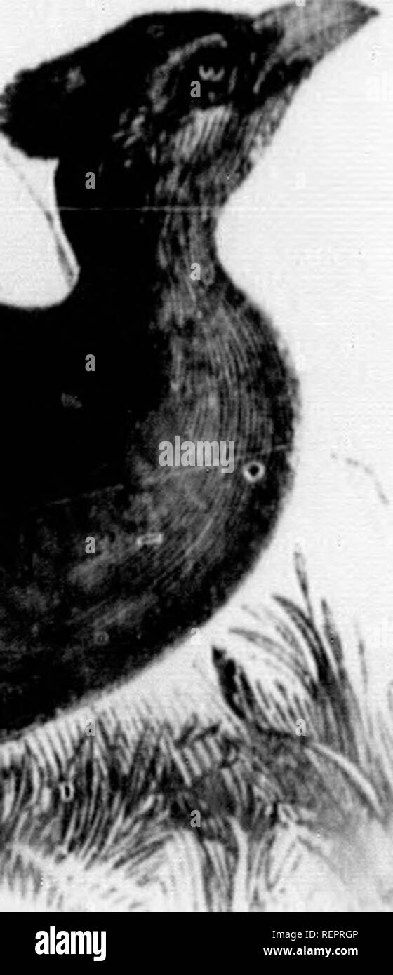 Les Microform Histoire Naturelle Sciences Naturelles 1 1 Admis A Rester Loth Par Iiiitivx H Il Est Ami Iinuhiiiil Ecrou Iiii Jfi Allume Olio De Temps Catiiij Loub Ils Aci Soit Les Microform Histoire Naturelle Sciences Naturelles 1 1 Admis A Rester Loth Par Iiiitivx H Il Est Ami Iinuhiiiil Ecrou Iiii Jfi Allume Olio De Temps Catiiij Loub Ils Aci Soit