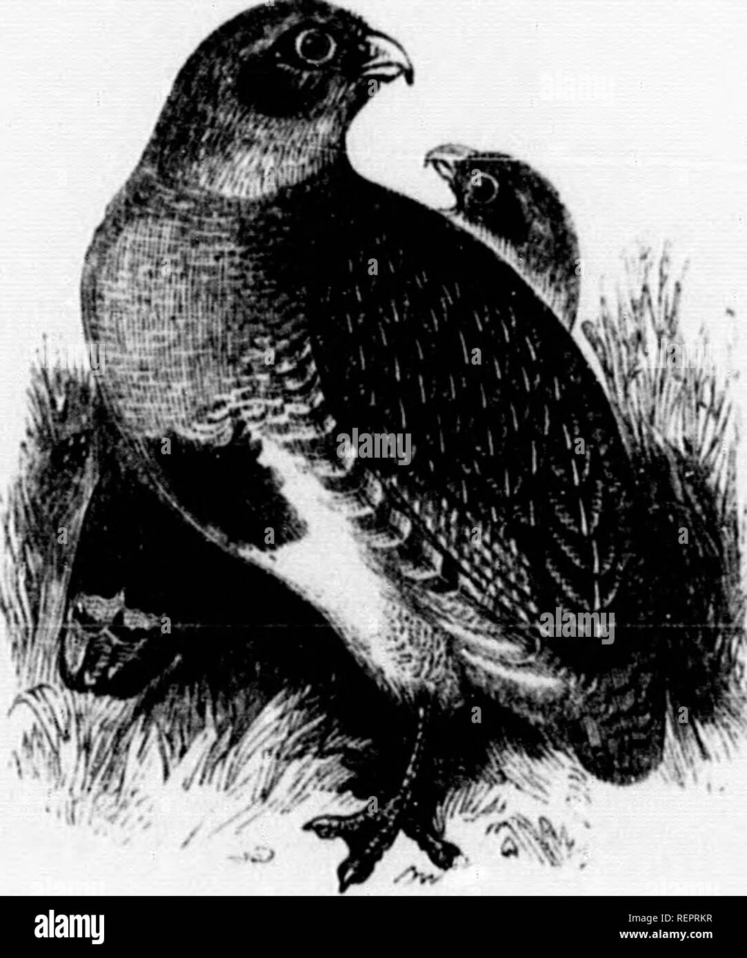 . Les [microform]. Histoire naturelle ; sciences naturelles. et sproiul iiiHictiug ou sans queue liis turl&lt;oy lui sutVors- liua mensonge est à l'abri de l;nfin amenés de li le Turquie. À partir de f " retour à la compétition." lu ig dans largo des troupeaux dans les arbres sur le perchoir rds une iptivity agité, l'errance, l'oiseau L- sa maison. Comme le^ concealineii losest;il lau tho^e de la poule, d'un rouge jaunâtre s pro- igris par les anciens, été métamorphisée 1 avec les larmes versées l'HISTOIRE NATURELLE. Famille IV. . Tetrnonldw. Sous-famille a. Perdicina. Pkkdis.- (ou. HfoSif, une perdrix.) 321 Banque D'Images