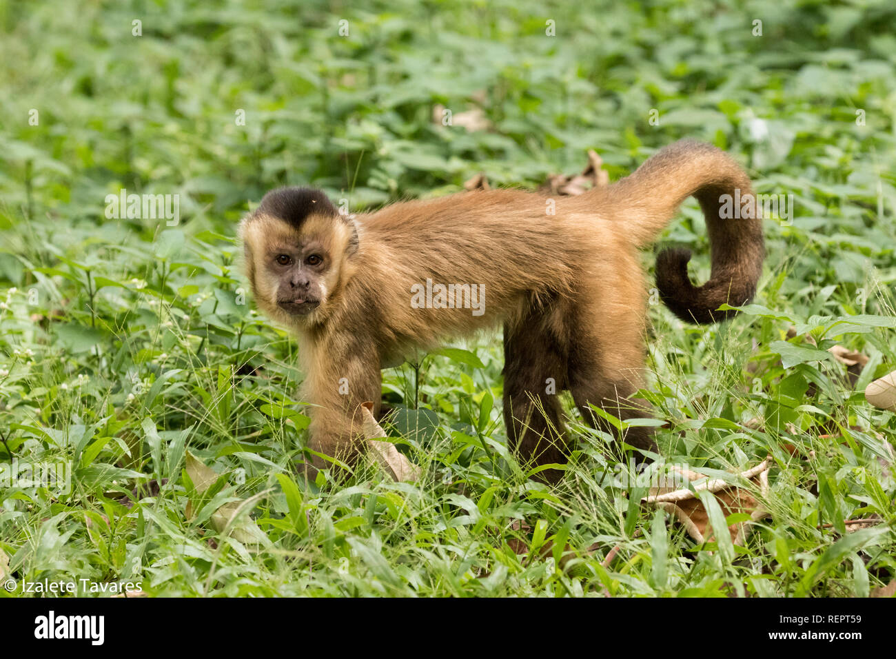 Singes capucins robuste à Goiânia, Goiás Banque D'Images