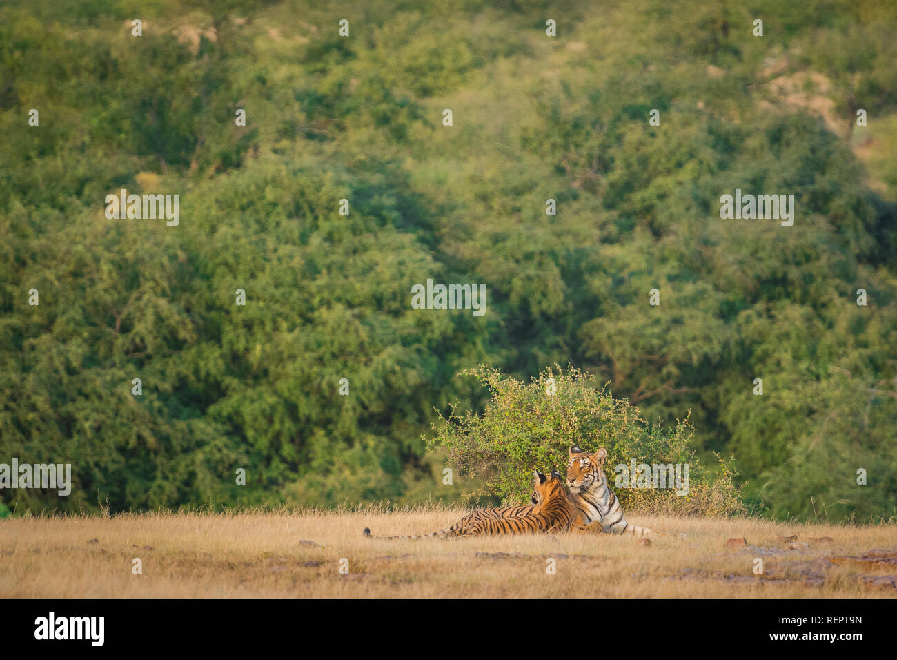 Tigresse dans la nature de l'habitat. Tiger avec ses petits à la Réserve de tigres de Ranthambore, en Inde Banque D'Images