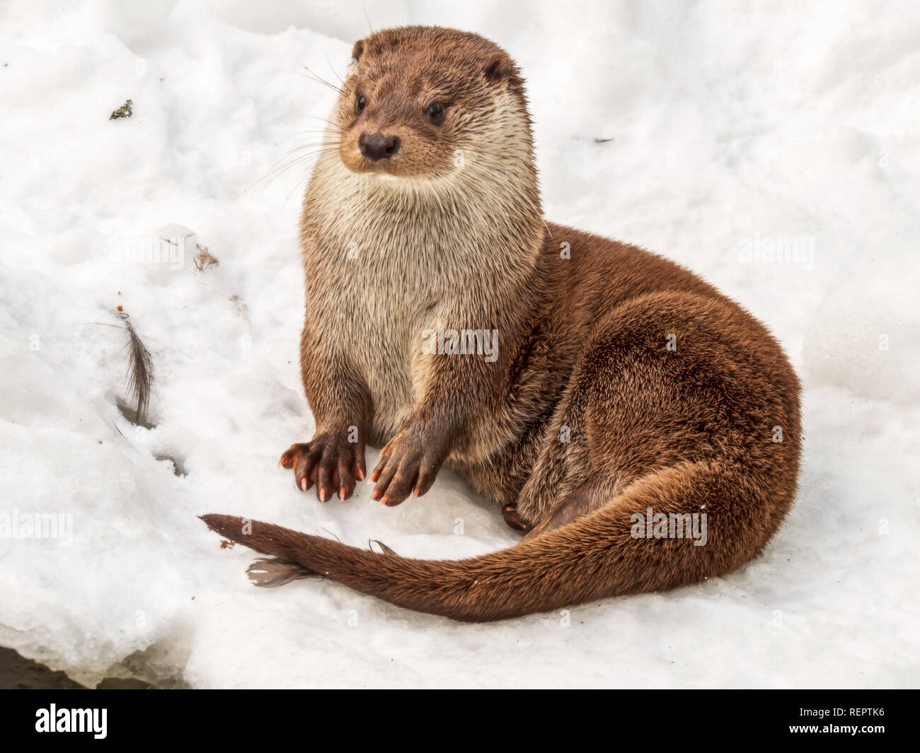 Loutre mignon sitting in snow Banque D'Images