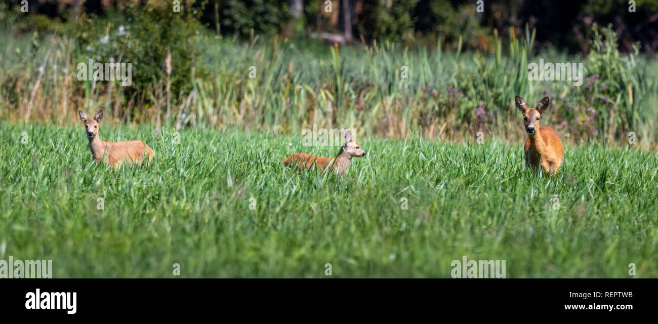 Chevreuil biche avec fawn dans champ vert en été Banque D'Images
