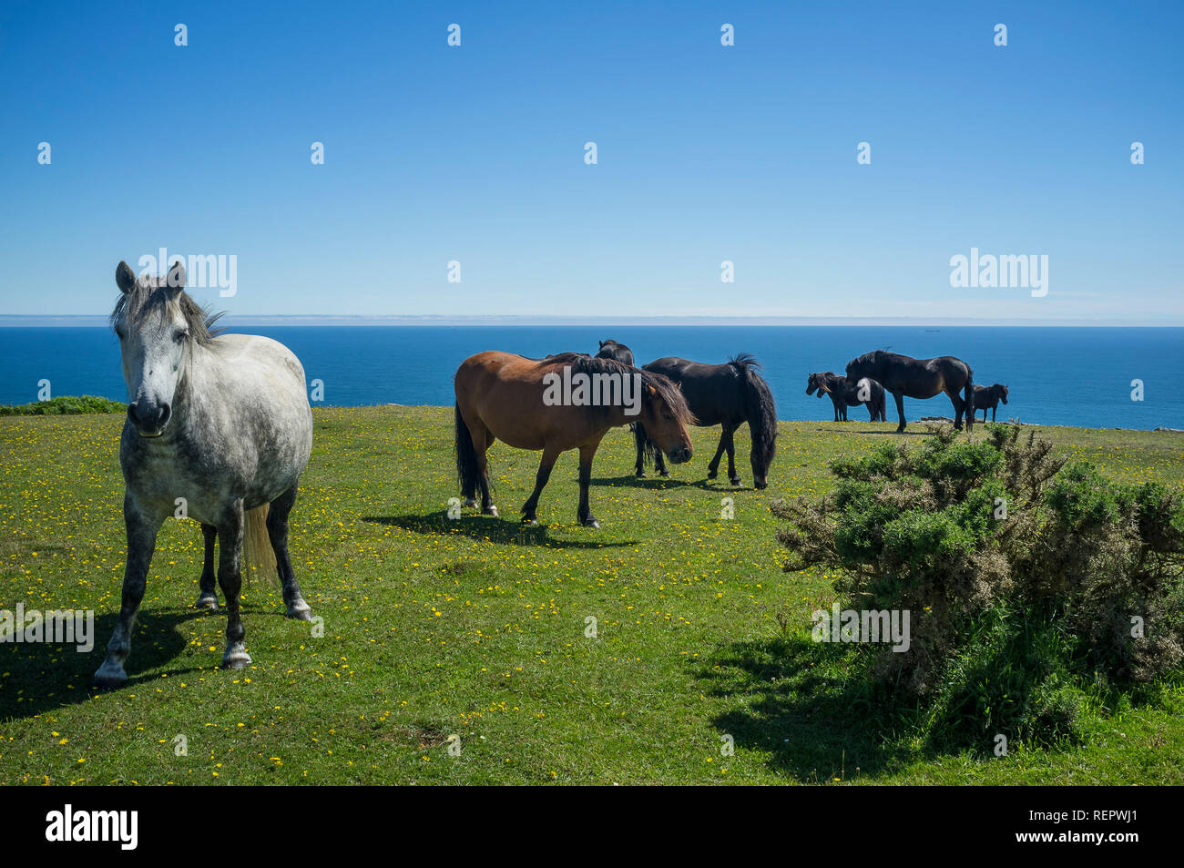 Chevaux sur la tête du boulon, de l'Est s'envoler, South Hams, Devon, UK Banque D'Images