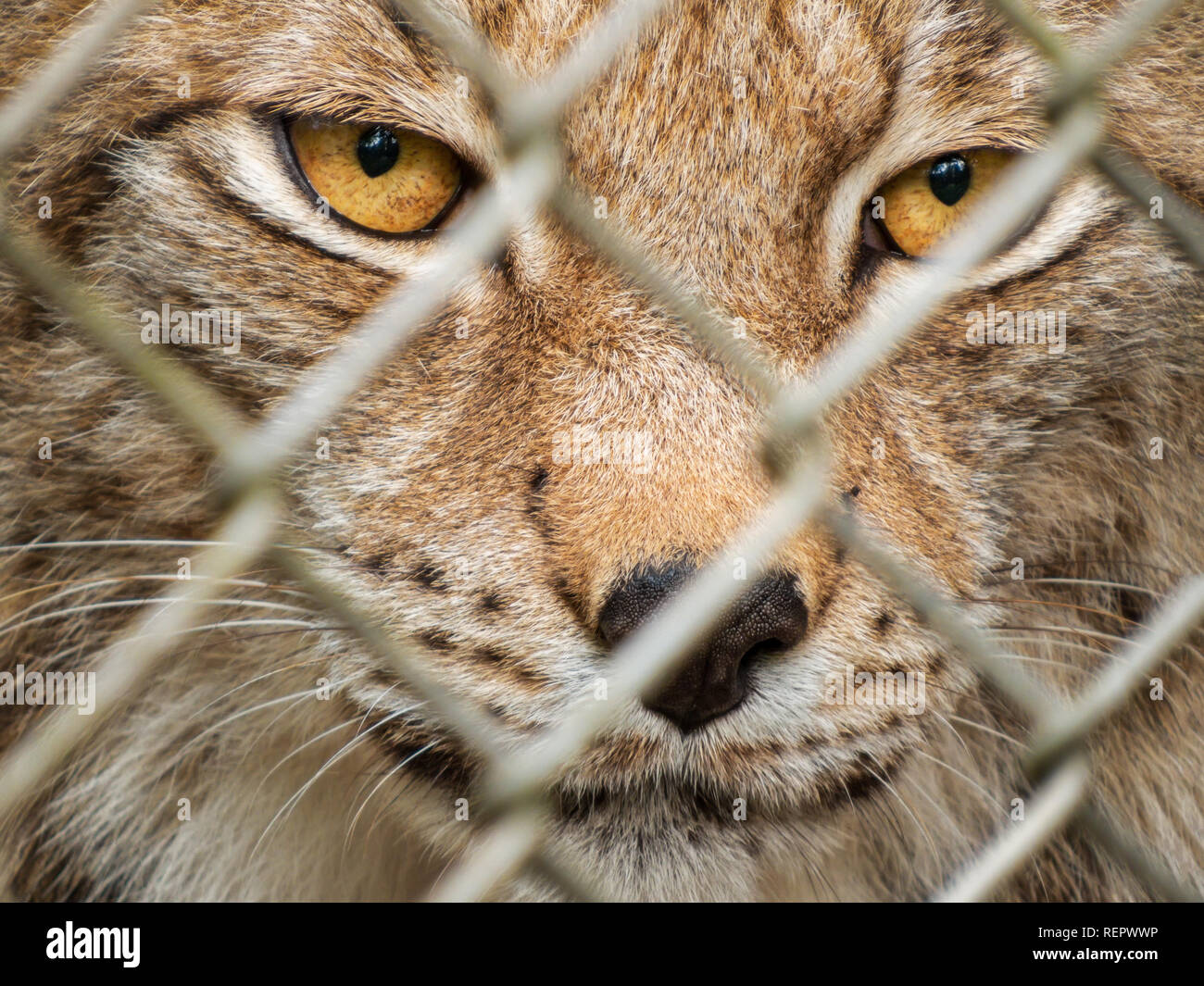 Femelle lynx adultes derrière une clôture en animal park Banque D'Images