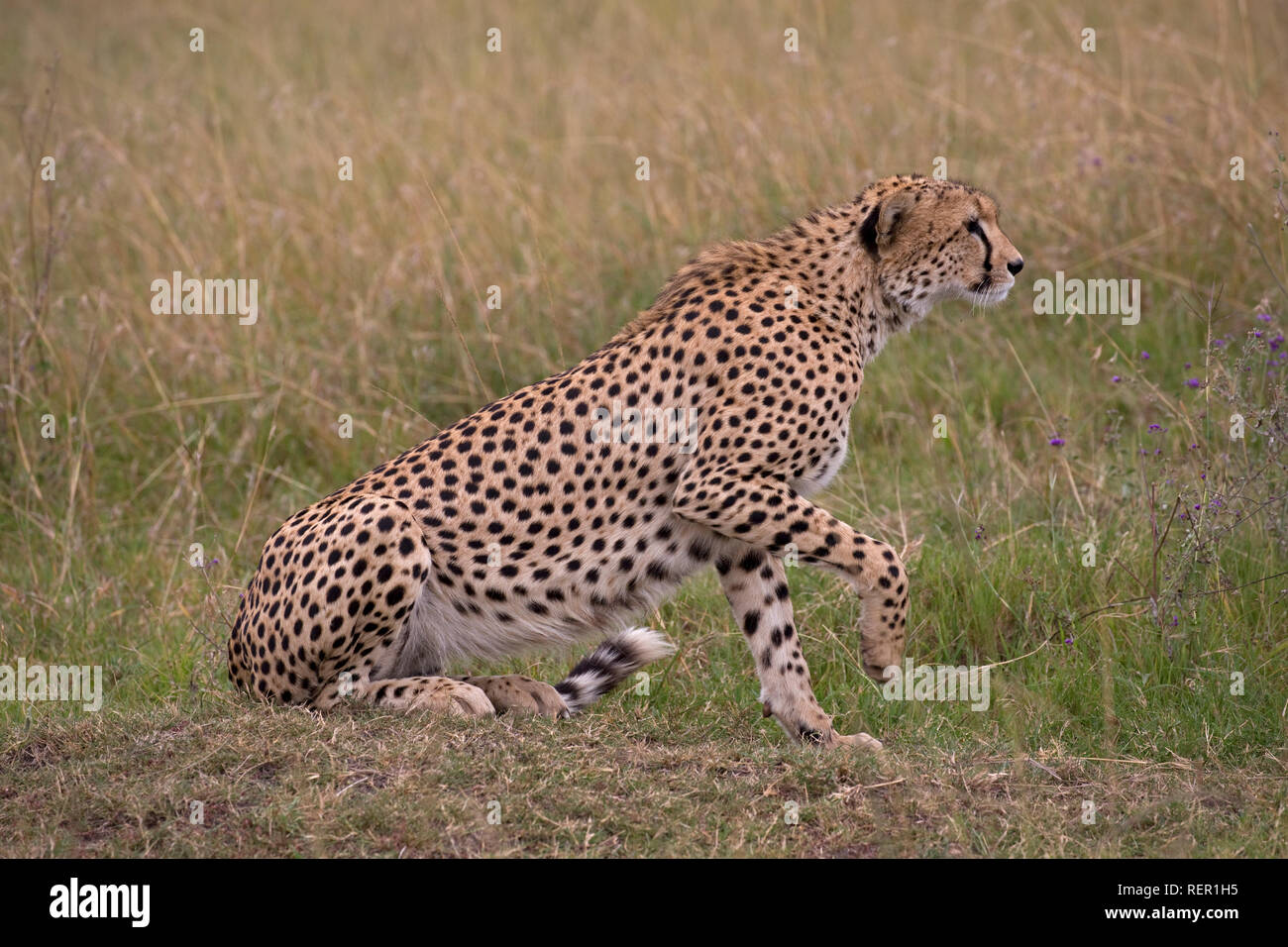 Seul mâle adulte, guépard, Acinonyx jubatus, partir à la chasse dans les prairies, Masai Mara, Kenya Banque D'Images