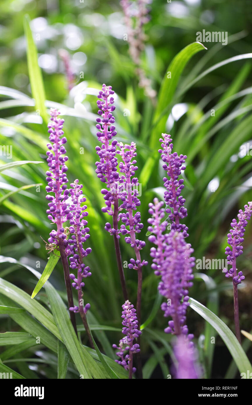 Liriope muscari 'Royal Purple' fleurs. Banque D'Images