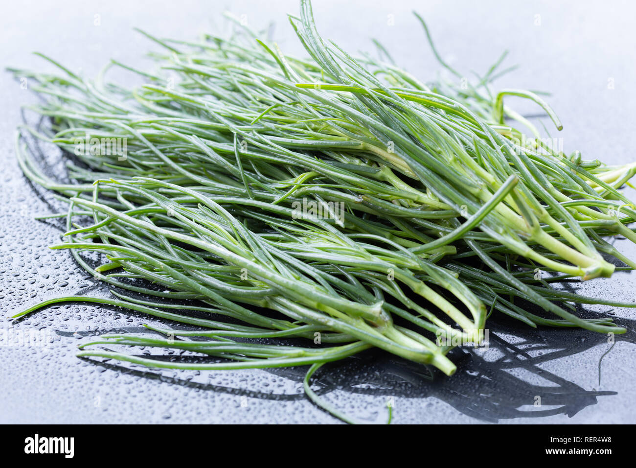 Bande de Barba di frate (Salsola soda, Saltwort) Banque D'Images