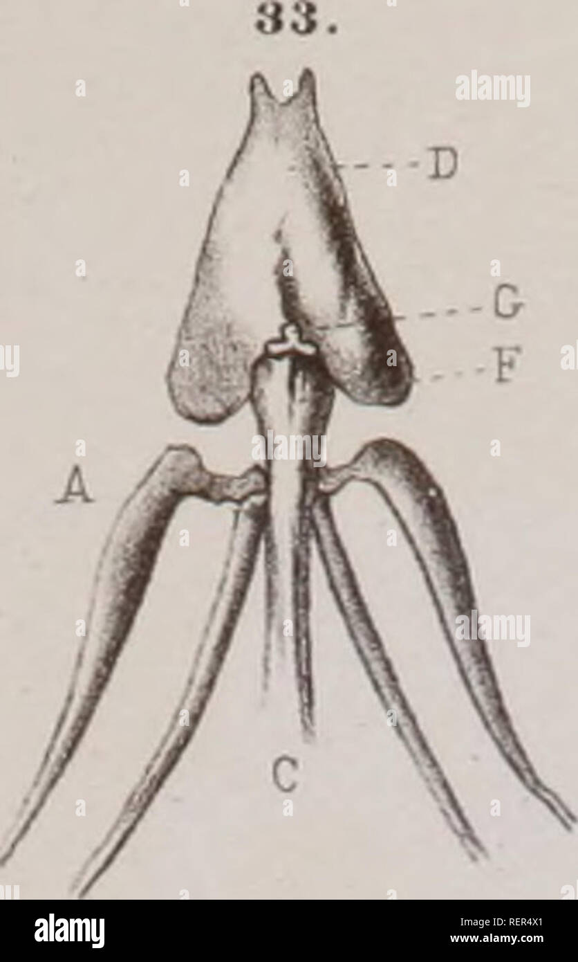 . Dr H.G. Bronn's Klassen und Ordnungen des Thier-Reichs : wissenchaftlich dargestellt dans Wort und Bild. Les Reptiles. Ä. Veuillez noter que ces images sont extraites de la page numérisée des images qui peuvent avoir été retouchées numériquement pour plus de lisibilité - coloration et l'aspect de ces illustrations ne peut pas parfaitement ressembler à l'œuvre originale.. Bronn, H. G. (Heinrich Georg), 1800-1862 ; Hoffmann, C. K. (Christian Karl), 1841-1903. Leipzig : C. F. Winter Banque D'Images