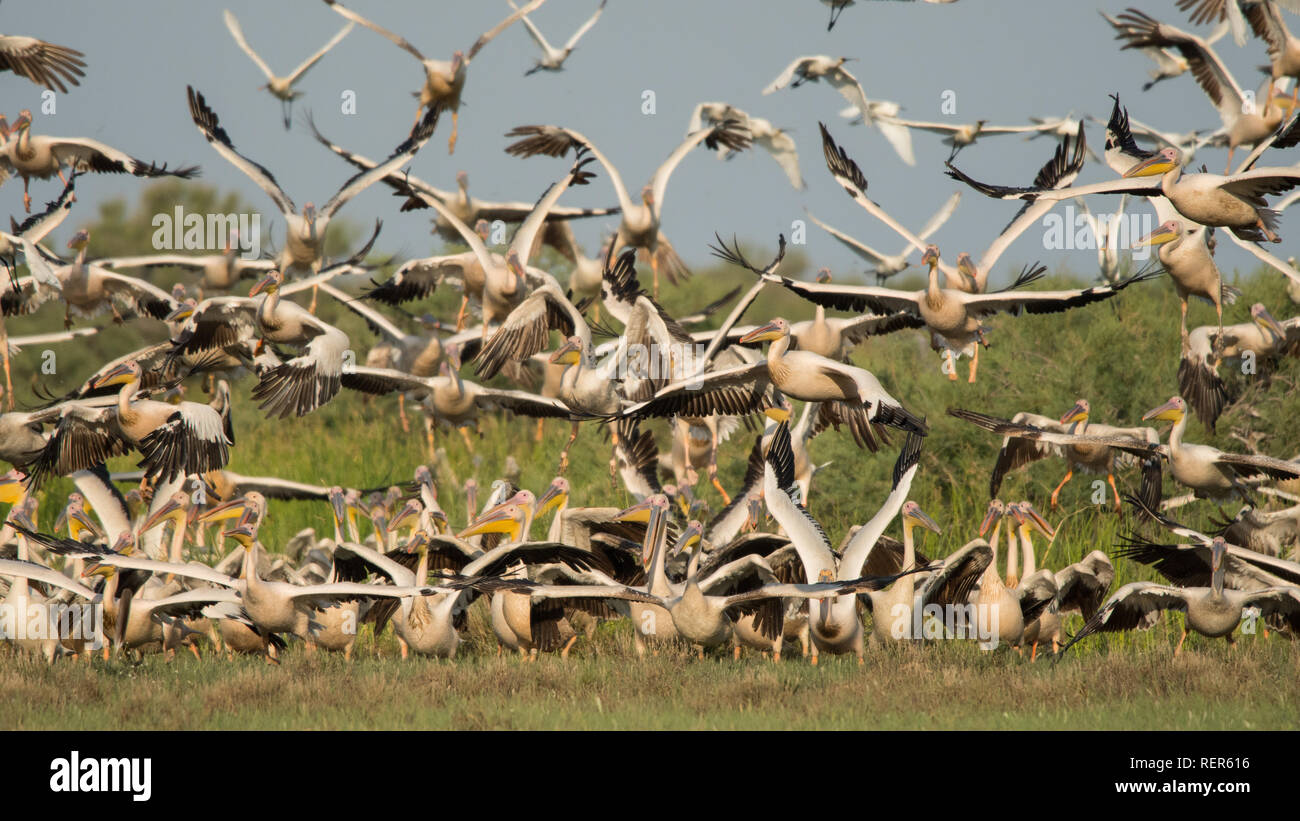 Grand Pélican blanc Pelecanus onocrotalus / Banque D'Images