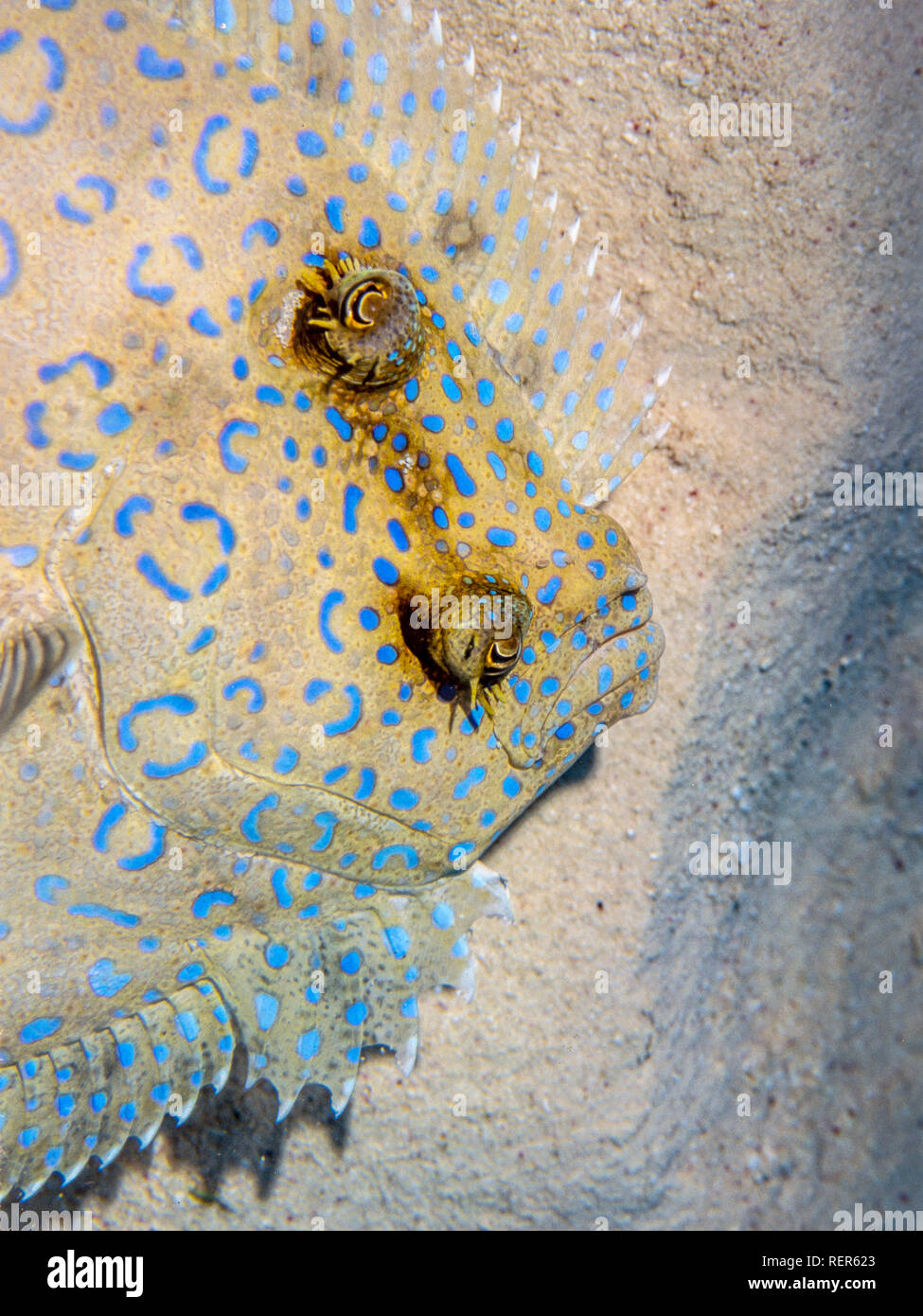 Bothus mancus peacock flet, également connu sous le nom de la plie rouge fleuri Banque D'Images