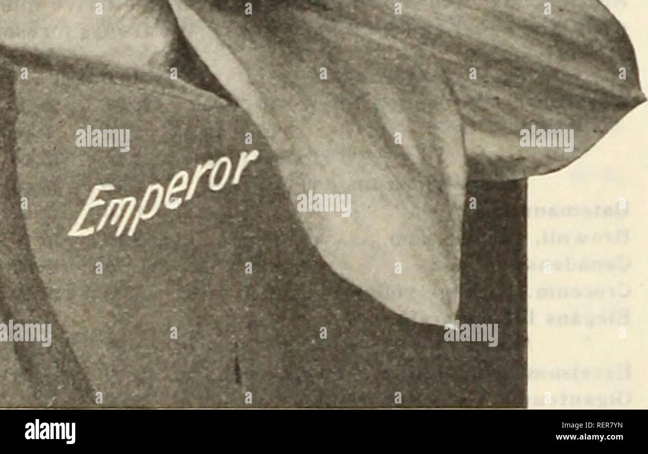 . Dreer's Liste des prix de gros : les ampoules pour les fleuristes, plantes pour les fleuristes, des graines de fleurs pour les fleuristes, fongicides, insecticides, engrais, outils agricoles, etc. Les ampoules (plantes) ; les catalogues de graines de fleurs, graines de légumes Catalogues Catalogues ; pépinières (Horticulture) ; Catalogues Catalogues de fournitures et de matériel de jardinage. Par 100 par 1000 Qold Finch. Très similaire à et presque aussi important que celui de l'empereur, mais les deux sont une trompette et périanthe jaune doré uniforme, bonne forcer. Ets 50. Par doz W 50 Madame Plemp. Un bicolor introduction récente du massif avec des fleurs, la tombe d'un blanc pur est tordu avec grâce, givi Banque D'Images