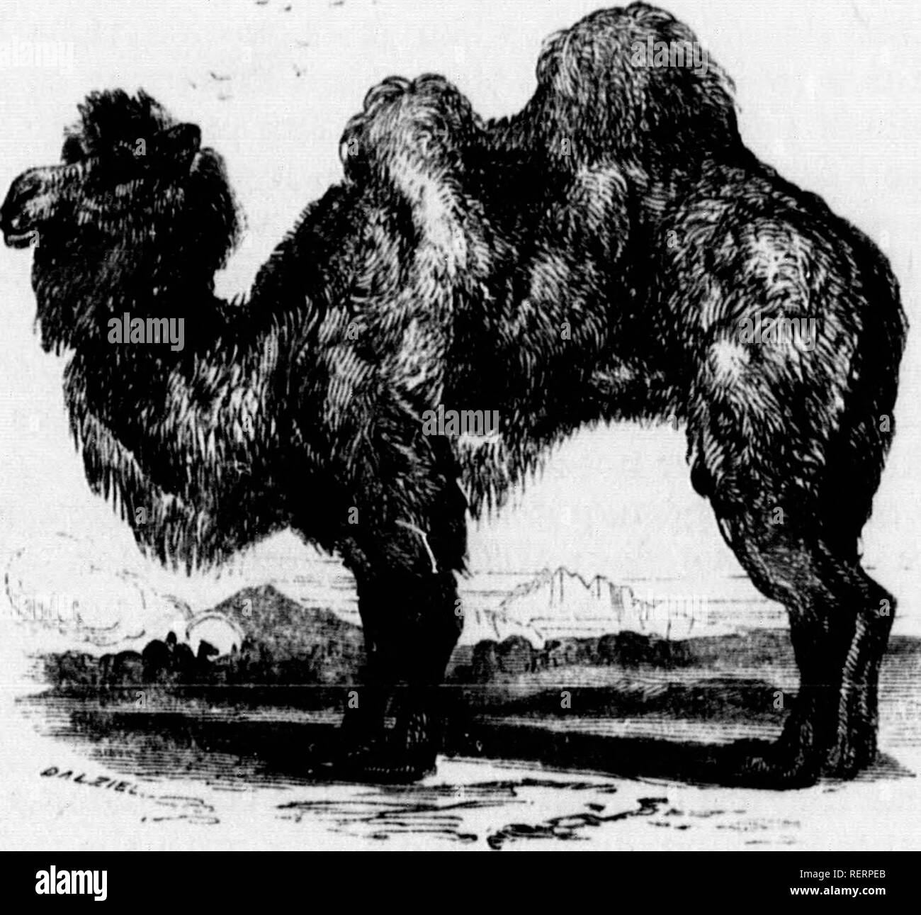 Camel Master Banque D Image Et Photos Alamy