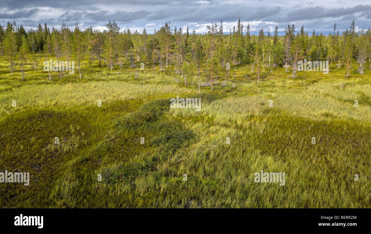 Drone vue, photo aérienne, la forêt boréale de l'Arctique avec des pins (Pinus) dans des milieux humides, de Moor, Sodankylä, Laponie, Finlande Banque D'Images