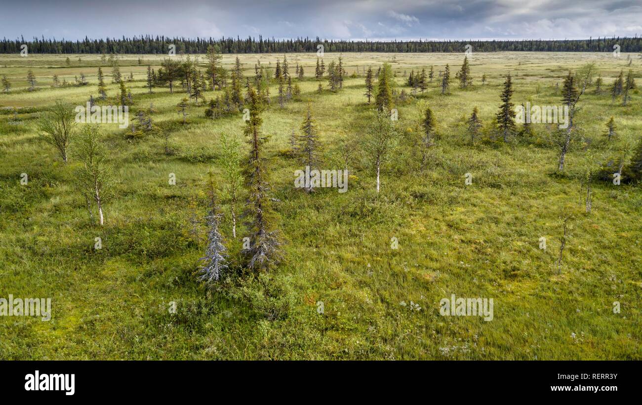 Drone vue, photo aérienne, la forêt boréale de l'Arctique avec des pins (Pinus) et de bouleaux (Betula) dans des milieux humides, de Moor, Sodankylä, Laponie Banque D'Images