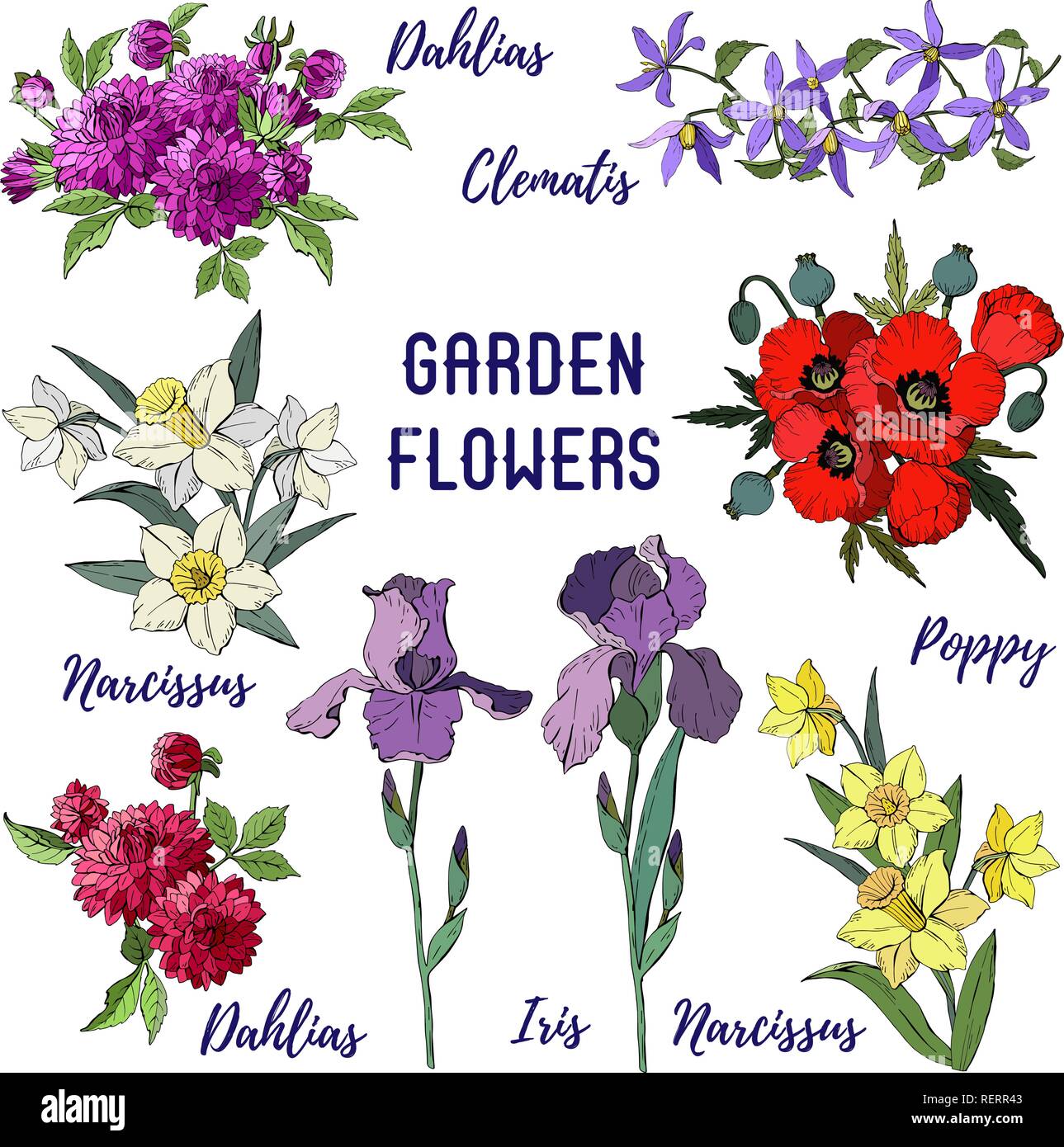Fleurs de jardin isolé sur fond blanc, des bouquets d'iris, dahlias, Clematis, narcisses et pavot rouge. Vector illustration Illustration de Vecteur