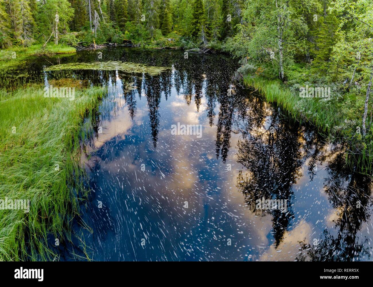 Drone vue, photo aérienne, les nuages et les pins (Pinus) traduit par mer dans le Parc National de Pallas-Yllästunturi, Rouppankongäs Banque D'Images