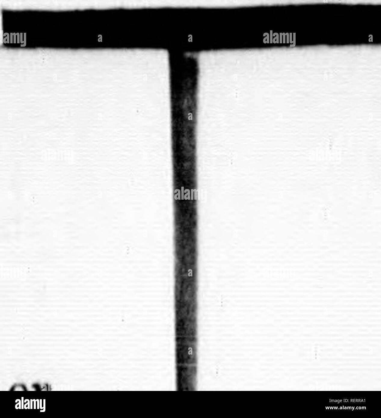 . Les [microform]. Histoire naturelle ; sciences naturelles. 80 NATUnAL l'histoire. C'est II bon nageur, et peut passer d'une banque à l'autre, ou de la rive d'une île, et lorsque les champs arf inun- daté par les inondations qu'il peut se sauver à la nage. La construction de l'habitation de la mole est très smgular et intéressant. Chaque mole a sa propre habitation et terrain de chasse, et ne permettra pas que des étrangers pour abuser de ses conserves, qui il garde, non pas par " l'homme-pièges et Bprin&Lt ;'-guns, mais par ses propres griffes et dents. Afin de construire une forteresse, le mo Banque D'Images