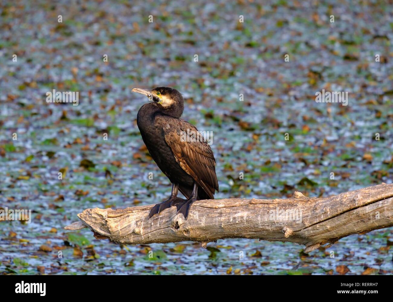 Grand Cormoran (Phalacrocorax carbo) est assis sur une branche, le lac de Skadar, Parc national du lac Skadar, Monténégro Banque D'Images