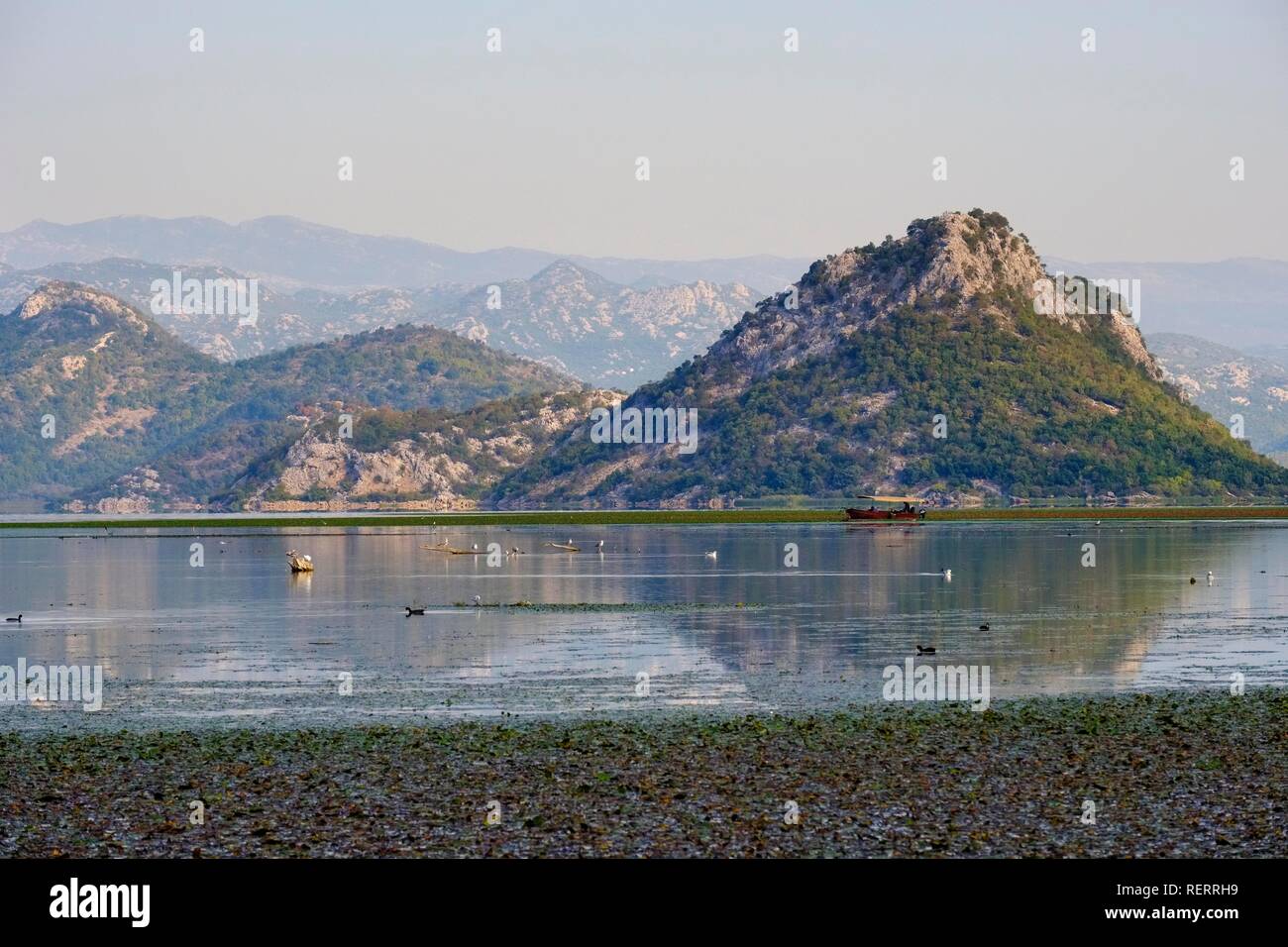 Bateau d'excursion sur le lac de Skadar, près de l'estuaire de Moraca, le parc national du lac de Skadar, Province de Podgorica, Monténégro Banque D'Images