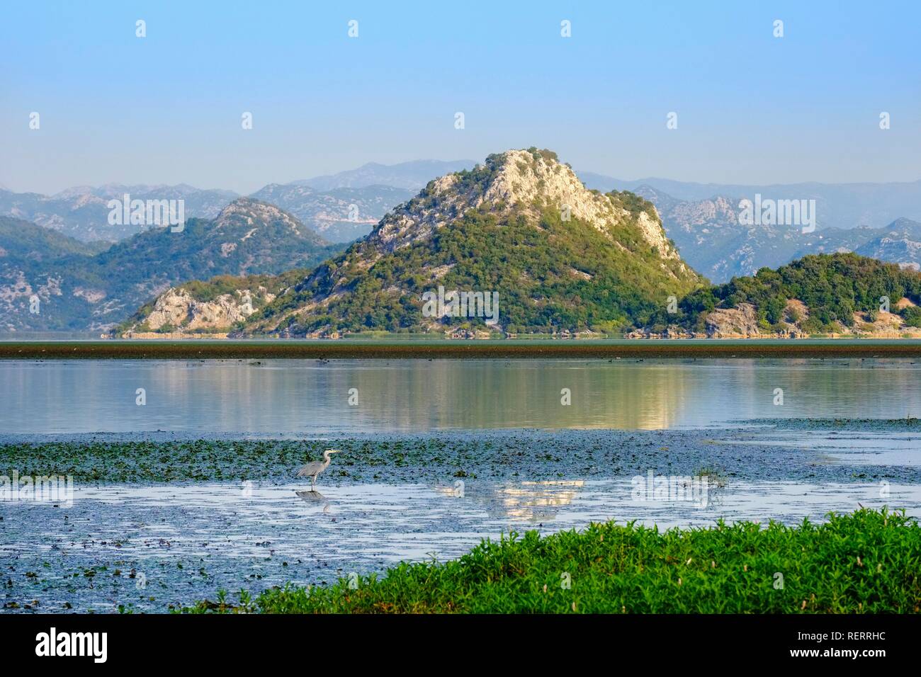 Le lac de Skadar, hérons cendrés, près de l'estuaire de Moraca, le parc national du lac de Skadar, Province de Podgorica, Monténégro Banque D'Images