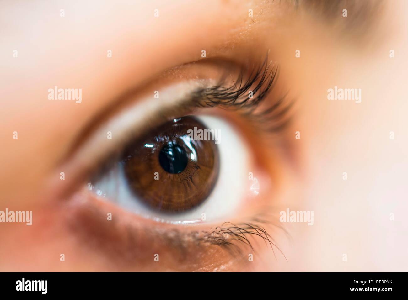 Closeup of woman's yeux bruns, Allemagne Banque D'Images