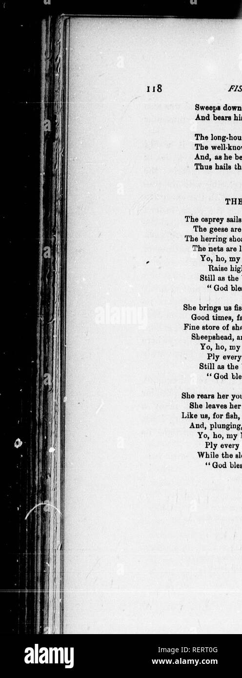 . L'ornithologie américaine, ou, l'histoire naturelle des oiseaux de l'United States [microform]. Les oiseaux sauvages, oiseaux. FISH HAWK, OK OSPREY. Les socs en bas comme l'éclair ! Plonge avec un rugissement ! Et porte son mal victime de la rive. Le pêcheur trouve contemple avec joie, le bien-connu de ses signaux et rugueux ; employer, comme il porte son revenu et le long de la rame, ce qui salue la saison de bienvenue avec une chanson :- L'hymne du pêcheur. L'Osprey voiles au-dessus du son, les oies ont disparu, les mouettes volent ; les hauts-fonds du hareng d'épaisseur autour de l'essaim. Les filets sont lancer'd, les bateaux naviguent ; Yo, ho, mon hea Banque D'Images
