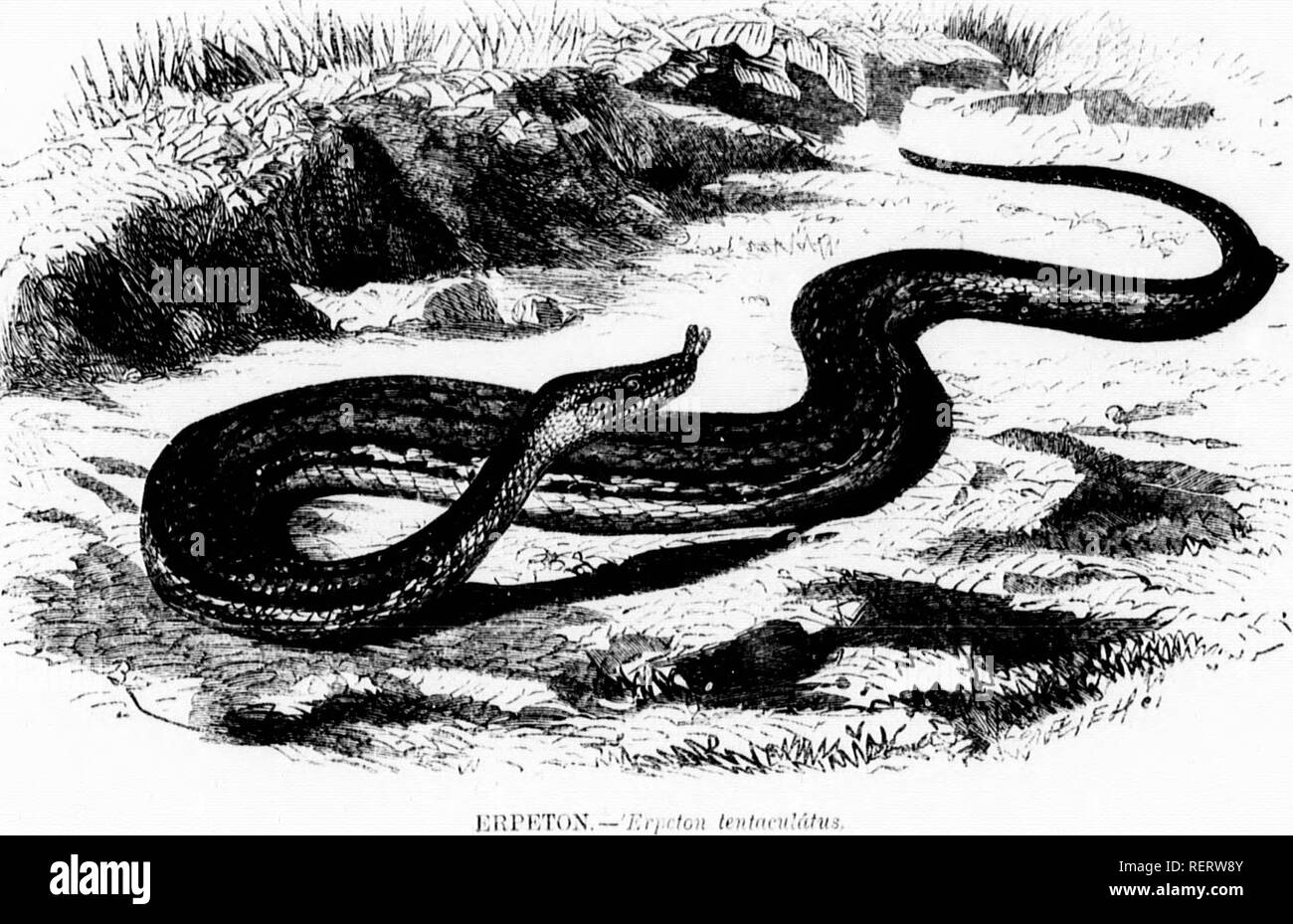 . Les [microform]. Reptiles Poissons Mollusques ; ; ; ; histoire naturelle des reptiles ; poissons ; Mollusques ; sciences naturelles. liiirirroN soiii l'n'ratlior unsinlilly et c ( ; : ! !8 BERU belter, connu par son IvAlioo JkiKAiiA natif de nom.M, est un reptile Asiatique, liein Ibiuul,ii' en Inde, le riiilipijines, Ceylan, Bornéo, et des pays similaires, c'est un iigiy^^s loubin Serpent, mais n'est pas terrible, et est bien thoii, ; d'être dans le village-ictically non-venimeux. C'est une stout, à corps épais serpent, avec une tête très lurne proportionnellement à la taille de son cou, petite thoujih ui comparaison Banque D'Images