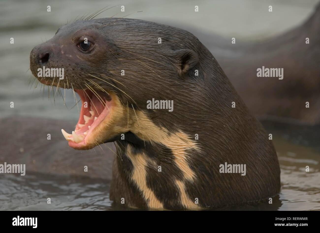 La loutre géante (Pteronura brasiliensis), espèce en voie de disparition, la rivière Pixaim, Pantanal, Brésil, Amérique du Sud Banque D'Images