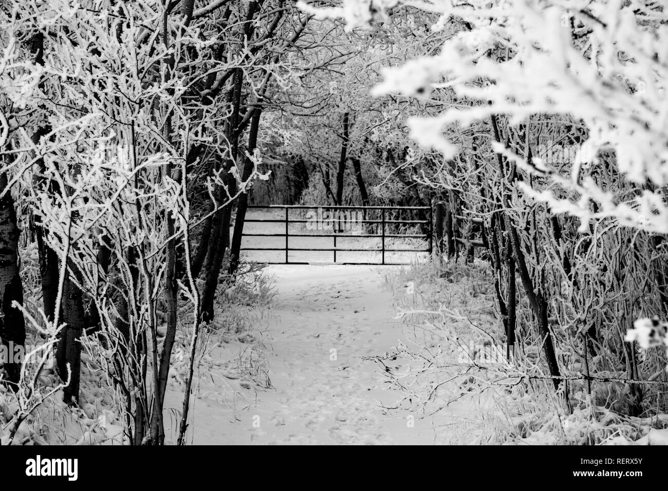 Winter Wonderland juste à l'extérieur de Calgary en -30c° après une chute de neige fraîche. Banque D'Images
