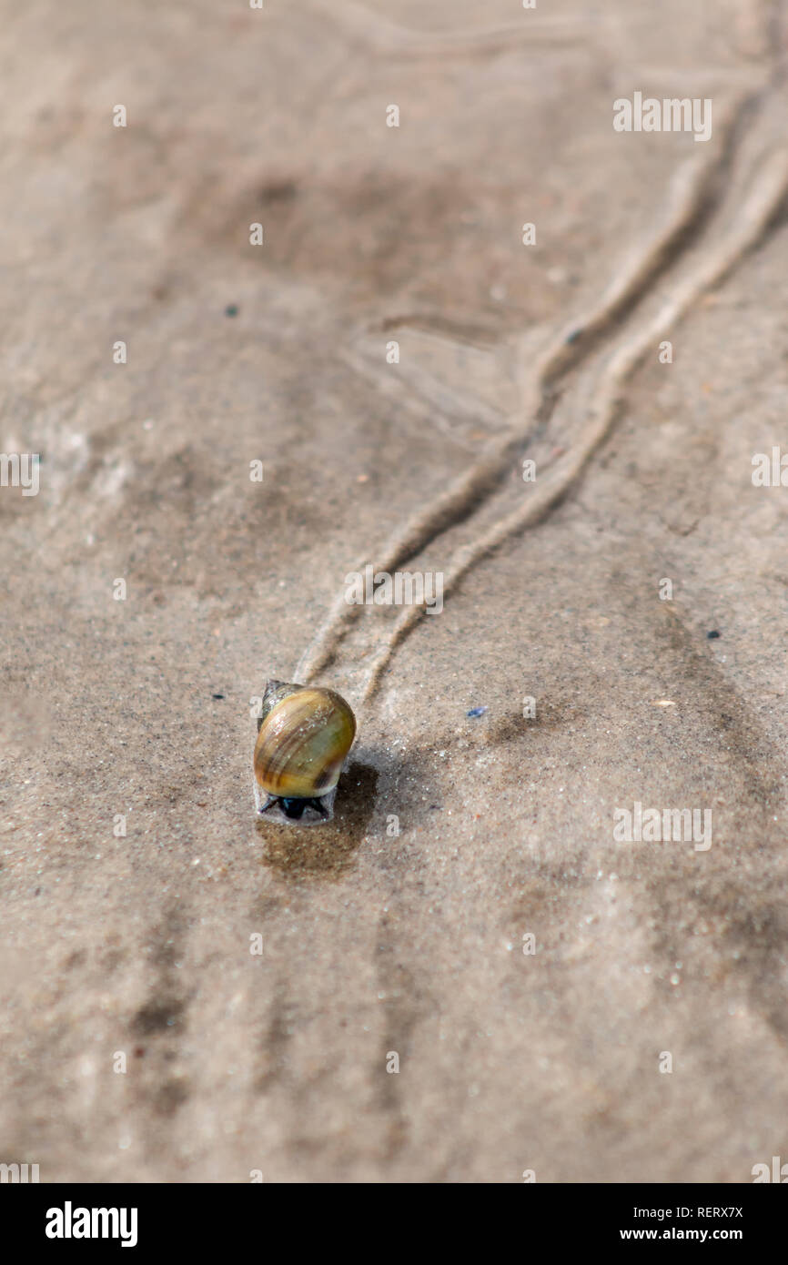 Escargot de mer laissant une trace dans le sable sur la plage au Royaume-Uni Banque D'Images