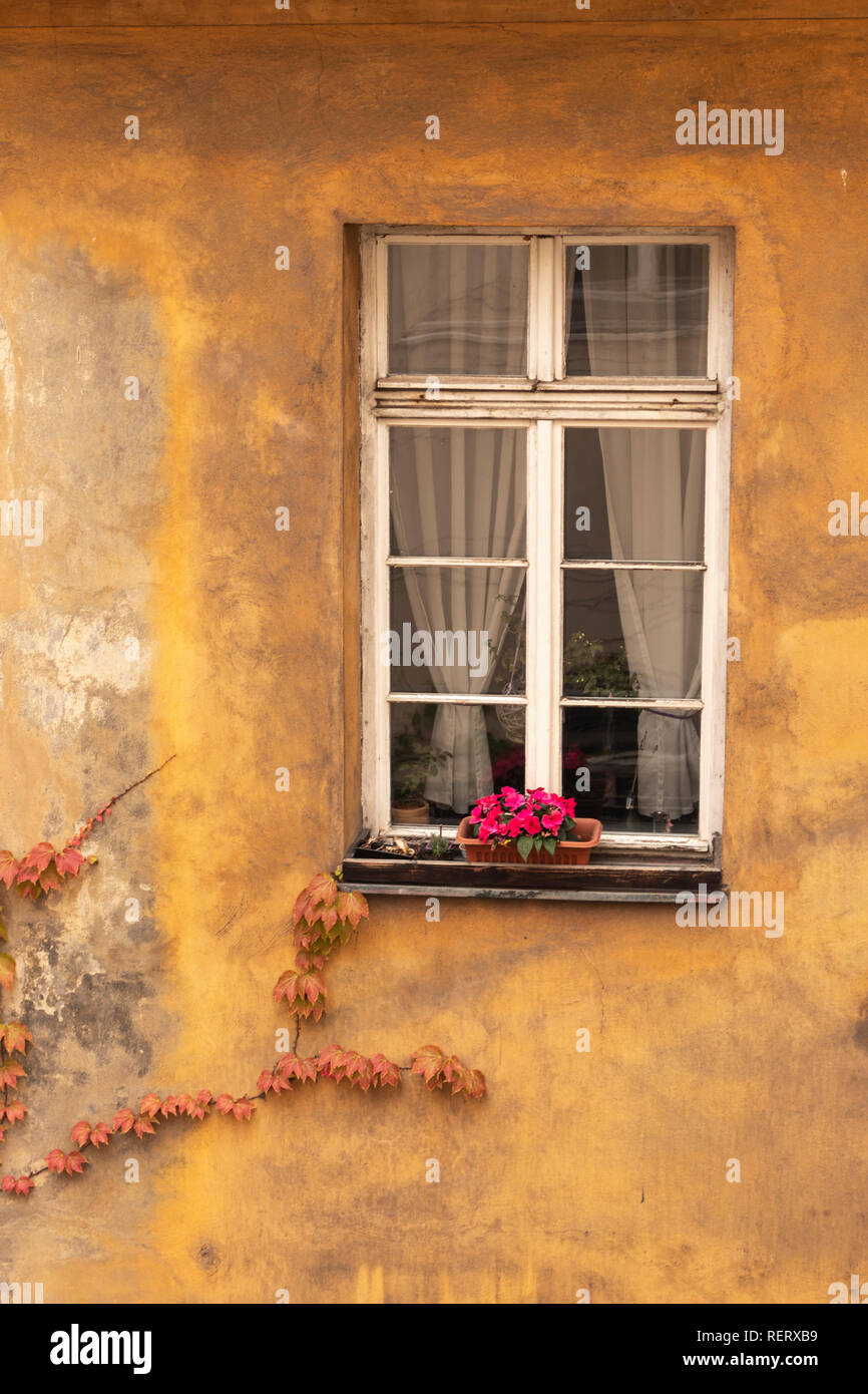 Le exterior​ d'une propriété résidentielle dotée d''un mur jaune avec des plantes grandir vers une fenêtre unique Banque D'Images