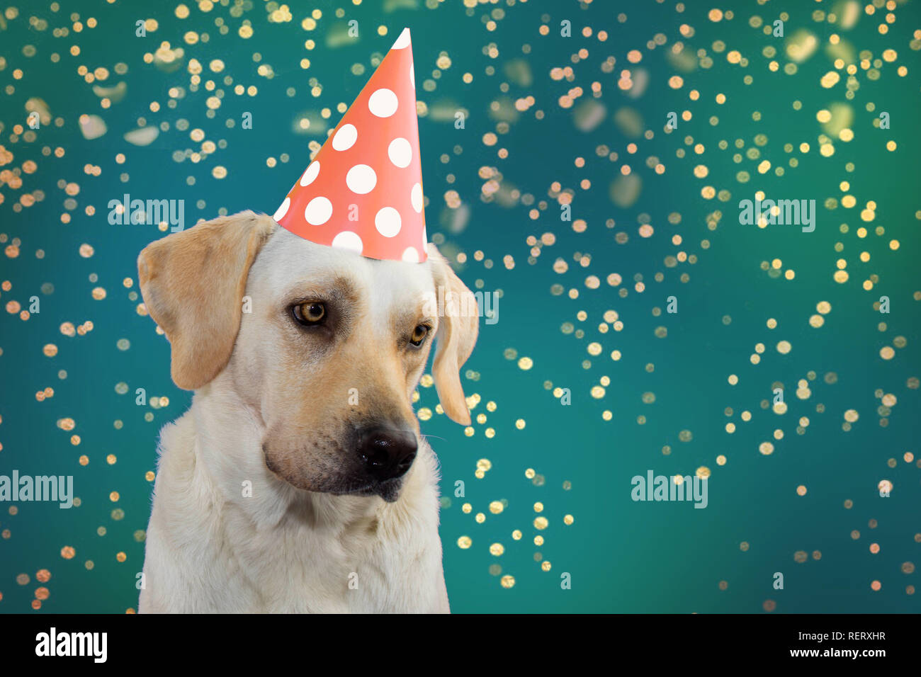 Chien triste anniversaire, MARDI GRAS OU NOUVEL AN. LABRADOR portant un chapeau à pois couleur saumon PARTIE. SHOT ISOLÉ CONTRE GREEN ORIGINES PASTEL. DEFOC Banque D'Images Chien triste anniversaire, MARDI GRAS OU NOUVEL AN. LABRADOR portant un chapeau à pois couleur saumon PARTIE. SHOT ISOLÉ CONTRE GREEN ORIGINES PASTEL. DEFOC Banque D'Images