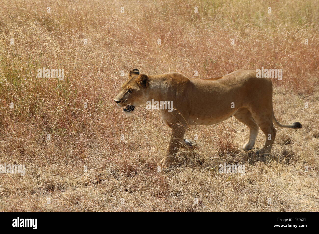 Safari en Tanzanie Banque D'Images